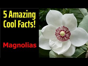 5 Fascinating Facts About Magnolias