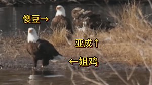 姐豆与亚成在湖边相处，来自摄影师David James的影像