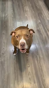 ROBBY'S SHARING PENNY'S FOOD¿!¿ #funnyvideo #funny #prankvideo #laugh #jokes #comedy #reelsfb #videos #viralvideo #prank #fyp #viralreels #viral #talkingdog #couples | Robby and Penny