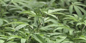 New cannabis dispensary to open in downtown Rockford