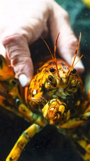 Rare calico lobster caught off coast of Massachusetts now at Northeastern