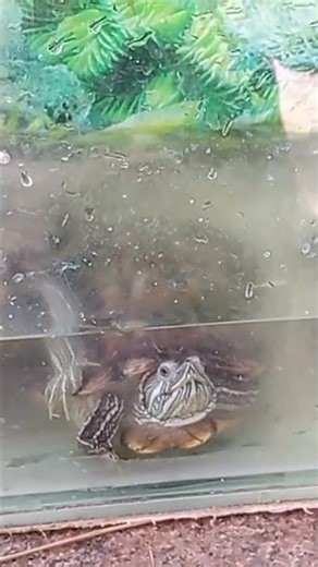 The Butt Breathing Turtle E #Turtle