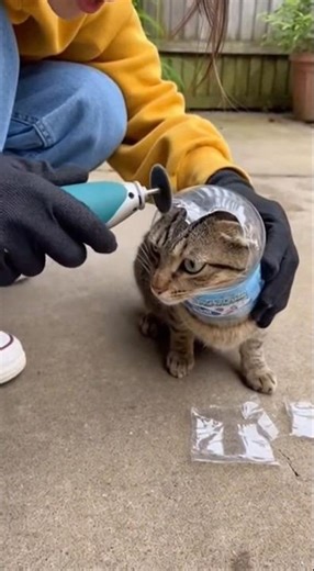 Cat’s Head Stuck in Bottle 😱 But Watch What Happens Next… #viral #pet #kitten #cats #cat #shorts