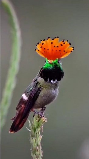 The Smallest Bird in the World – Bee Hummingbird #wildlife#facts#birds