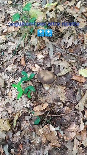 #tartufi #tartufo #truffle #picoftheday #foodporn #ristorante #varzi #oltrepopavese #vallestaffora #escursione #collina #montagna #turismo #new #lombardia #italia #tourism #truffletourism #experience #bordercollie #dogsoftiktok #mainitartufi #neiperte #dog #agriturismo #traveller #viraltiktok #italiantruffle #viralvideo #viral