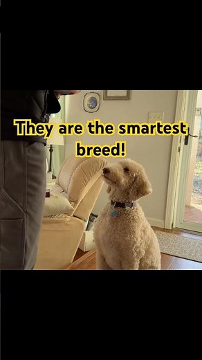 Are they the smartest breed?