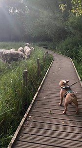 1.8K views · 21 reactions | Hi frens!  Credits: @chonkypotatooo...