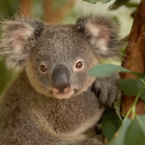 24K views · 500 reactions | Australian scientists have cracked the genetic code of Koalas in a world-first breakthrough!  | Australian Museum | Facebook