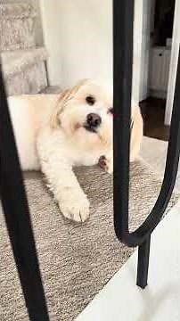 Mischievous dog makes a mess inside the house in Saskatoon, Canada