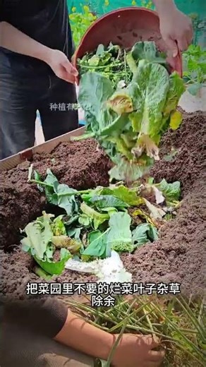 Grow Your Own Veggies? Master Composting for Rich Soil