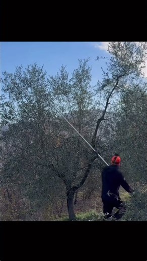 Pruning of polyconic olive tree, partial reformation.