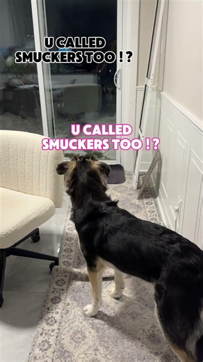 an actual conversation between my dog and my dog.. #dogs #funnydogs #dogvideos