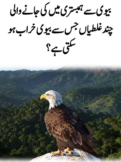 Majestic Eagle Sitting on a Mountain: A Display of Power
