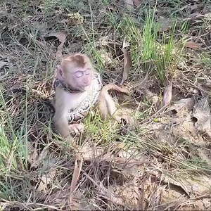 Baby monkey gets entangled in python in the wild | Ronuyv