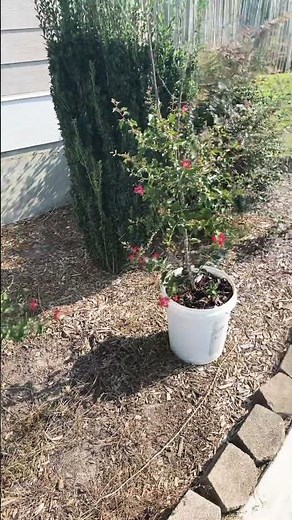 We air layered our crepe myrtles! #gardening #containergardening #airlayering