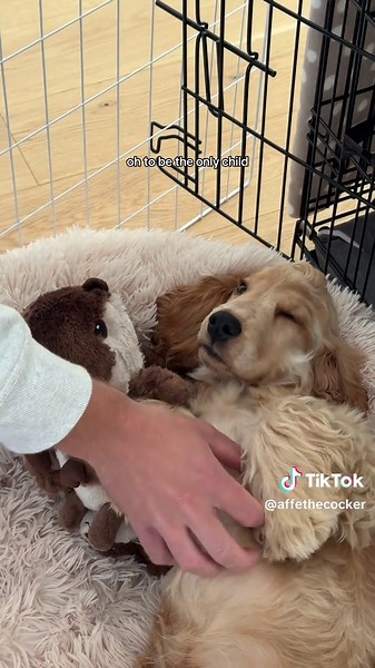 Cocker Spaniel Puppies: Adorable and Playful