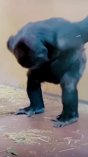 Funny Kurdish Monkey Videos | Hilarious Comedy Clips