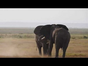 Two elephants fighting in Amboseli National Park, Kenya - Part 2