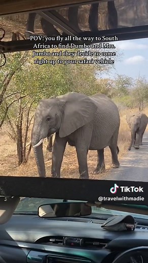 Dumbo and Mrs. Jumbo 💗🐘 What an incredible experience having these beautiful elephants come say “hi” to us on our safari through Kruger National Park today ✨ The number of animals we saw today blows me away and having Dumbo and Mrs. Jumbo come give us a visit just made the day even more special 🥰 I cannot wait to spend even more time with these magnificent creatures and the many others that call South Aftica home over the next few days. These really are memories I will cherish forever ❤️ Reac