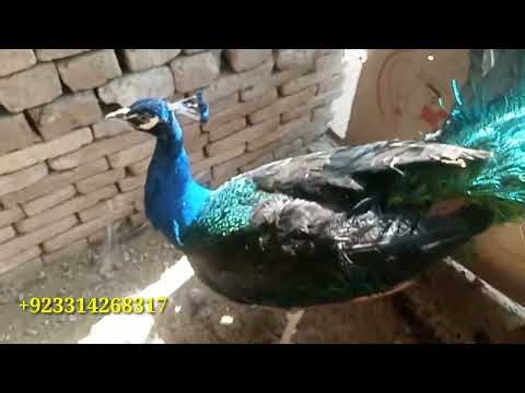 03314268317 | peacock for sale | blue shoulder peacock | black shoulder peacock & chicks