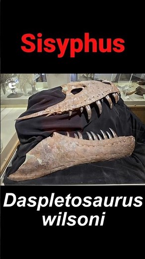 This Tyrannosaur Was Buried Under 25 Feet of Rock #daspletosaurus