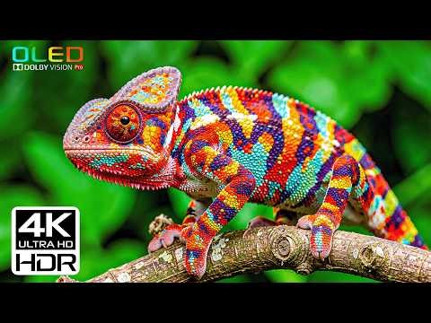 16K Video ULTRA HD 120fps - Dolby Vision HDR | Picture Perfection