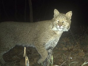 PHOTOS: 3-year DC Cat Census project cameras capture photos of city's diverse wildlife