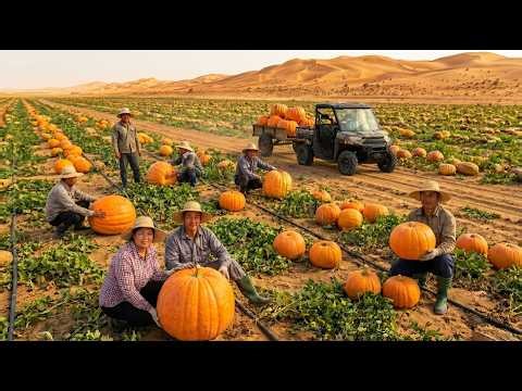 Inside China’s $3 Billion Pumpkin 🎃🇨🇳Mega Farm | The Hidden Agricultural Gold Mine