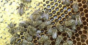 Per le api in Alto Adige fine anticipata della raccolta di nettare