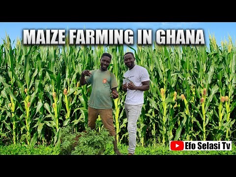 Maize farming Explained || Commercial Maize farming in Ghana 2025