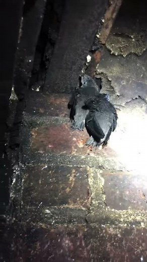 Chimney Swift giving their alarm call