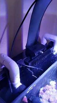 29 gallon biocube custom sump and overflow