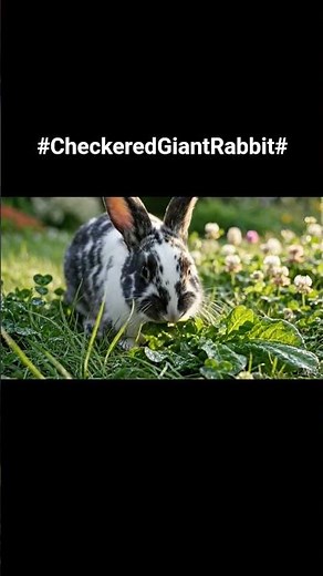 Checkered Giant Rabbit is largest and most striking domestic rabbit breeds.