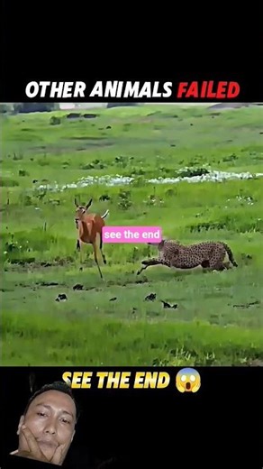 See the End #wildlife #animals #viral #shortvideo #fail