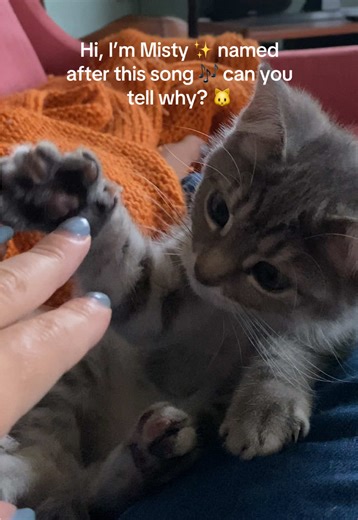 Hi, I’m Misty ✨ named after this song 🎶 can you tell why? 🐱 #cat #catsoftiktok #kittycat #kittensoftiktok #catlover #cattok #catfluencer