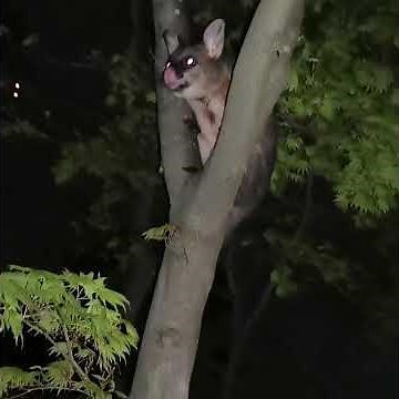 Scary noise!!Australia possum in backyard.
