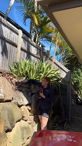 Have you ever played hide n seek with a Python? 🐍 Summer attended a job in Mango Hill yesterday where the homeowner somehow noticed a Coastal Carpet Python hidden within his rock wall! The customer also found a snake skin in the tree near the wall at the same time, and we would assume it’s from this snake as he looks super shiny in that sun! Available 24/7 on 0409536000 . . . . #australia #qld #snake #snakecatcher #wildlife #reptile #snakes #nonvenomous #coastalcarpetpythons #mangohill #wow | S