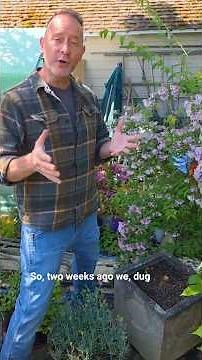 Are They Growing Yet? Divided Elephant Ear Bulbs Update #shorts #gardening