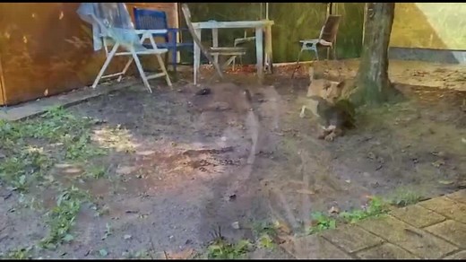 105K views · 3.2K reactions | 1 Jahr wartet unser kleiner Goofy schon auf ein neues Zuhause! Goofy ist ein ganz besonderer Hund - vor allem besonders liebenswert ❤️ Wer lässt sich von seiner Behinderung nicht abschrecken und gibt ihm endlich ein Zuhause für immer? Alle Infos zu Goofy: https://tierheim-nuernberg.de/tierheim/vermittlung/tier-details/?tierID=167 | Tierheim Nürnberg | Facebook