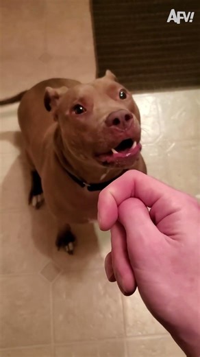 It's just a joke!! 🤣 #afv #dogs #prank