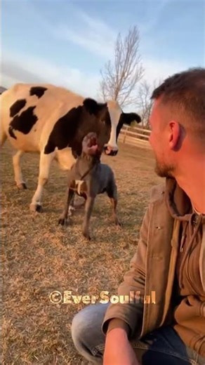 Dog’s Love When He Meets His Cow Mom 💖