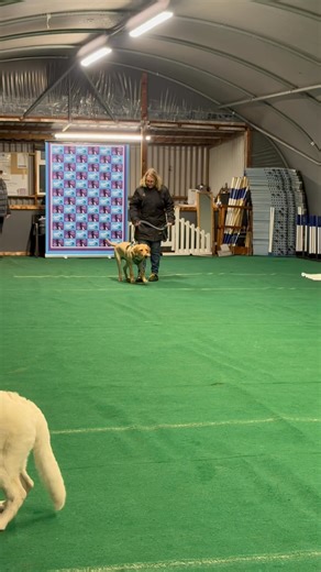Puppy Recall Practice 😊 | Whiteacre Dog Training Centre