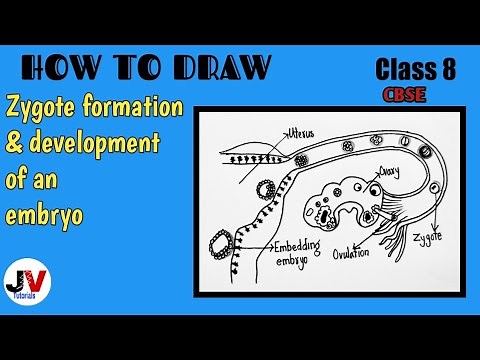 zygote formation diagram| formation and development of an embryo from the zygote class 8