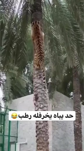 Adult Tiger Climbing a Palm Tree in Wildlife Sanctuary
