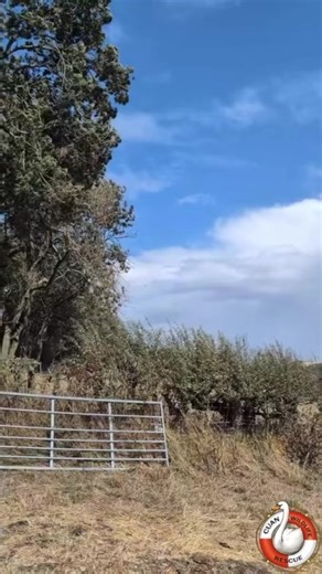 7.2K views · 307 reactions | RED KITE RELEASE! ❤️ This Red Kite...