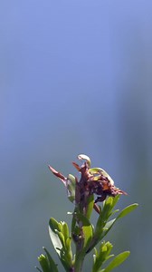 9.1K views · 114 reactions | Dragonfly-watching in Florida can be a lot of fun since there are over 100 species found here, with varying sizes, colors, and charismatic behaviors to observe. Find a WMA near you to observe dragonflies: https://bit.ly/WMARecreationFinder | MyFWC Florida Fish and Wildlife | Facebook
