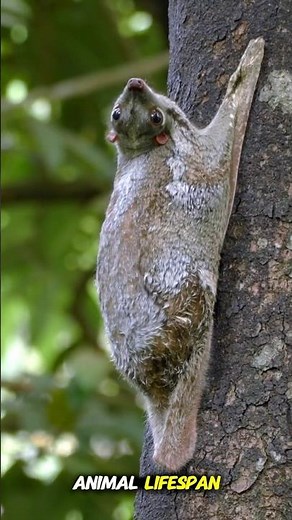 5 Animal Lifespan Facts That Will Blow Your Mind!