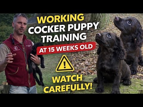 15 Week Old Working Cocker Training – What I’m Doing