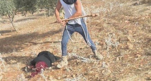 Israel’s Settlers Are Burning Olive Trees and Beating Elders During Ceasefire