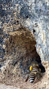 Bees at Work: Nature’s Most Perfect Team 🐝 Nature never stops amazing us! 🐝 Watch how bees work together with incredible speed, teamwork, and precision. From building to collecting nectar, these tiny creatures play a huge role in our ecosystem. 🌍 If you love wildlife, nature, and satisfying videos, this bee video is for you! 👉 Follow for more amazing nature & animal videos. #fblifestyle #naturelovers #honeybees #usareels #USA | Digital Nepal Vision